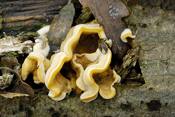 Aggiungo anche queste